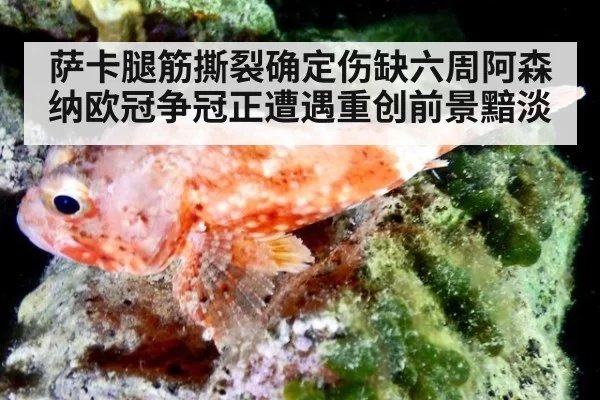 萨卡腿筋撕裂确定伤缺六周阿森纳欧冠争冠正遭遇重创前景黯淡